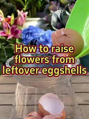 #garden #gardening #planting #plants #fertilizer #eggshells #plantsoftiktok #gardeningtips #gardeninghacks #plantcare #plant 