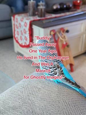 #budgie #buddy #orphanage @Ghostly Images of Gettysburg 