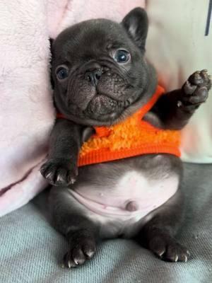 Check out this little Washington  ##chubby##sochubby##goshhescute##fypシ##foryoupage##bearcub##pibble12#frenchieshow##813frenchiesline##813frenchies##fortheloveofpuppies##puppiesgoviral##viralpuppy##chunky##squishyfacecrew##teddybearface##outstanding##bestofthebest##sweetlittleangel##sweetlittlepuppy##pibble ##yourbestlife##pibblelove##pibblelife##pibblemix##pibbycorruption##pibblesoftiktok##pibblemom