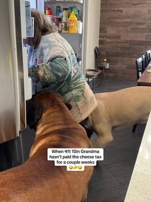 Big dogs & their grandma. #fyp #grandmasoftiktok #dogsoftiktok #cheesetax #mastiffsoftiktok #doglife #spoileddog #cutedogs #funnydogvideos #funny #bowserworld #doggo #bowserandbenny #bigdogsoftiktok 