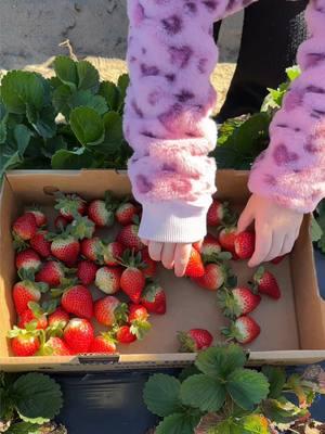 Best strawberries we’ve ever had 🍓 #strawberryfieldsforever #strawberry #strawberryfield #strawberrypicking #farm 