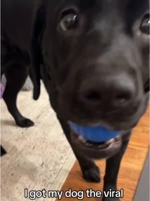 I got my dog the viral shaky ball and she is obsessed. Your dog neeeeds it 🤣🤣   #dogsoftiktok #puppiesoftiktok   ##talesofalabpuppy #labradorretriever #blacklab #englishlab #englishlabrador #blacklabrador #doggo #puppy #puppies #dogs #labradorpuppy #funnydog #funny #cute #cutedog #blacklabsoftheday #blacklabsquad #instalabfam #dogsofinstagram #funny #cute #funnydog #cutedog 