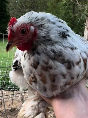 #sparkly #angry #cochin #calico #bantam #chickensoftiktok #callie 