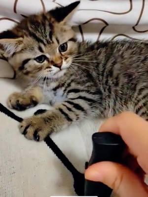 Cute kitten.#cats #cutecats #foryou #funnytiktok #funnyvideos #usa #funnyanimals #fypシ #cute #funnycat #catlover #funnypets #viral #funny 