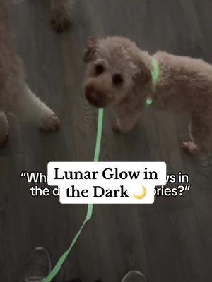 Our Lunar Glow Collection has been one of our best sellers - available in our viral hands free leash, no pull harnesses, collars, and regular leashes!🌙  #glowinthedark #glowinthedarkdog #dogaccessories #dogleashes #smartdogproducts #saferwalks #dogwalkingessentials #dogwalkkit #dogharness #dogfinds #petfinds #petproducts 