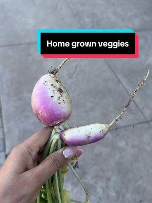 Dose of harvesting and a mistake ! #doseofharvesting #homegrownveggies #lunchtime #punjabi #fyp #simplesabjirecipe 