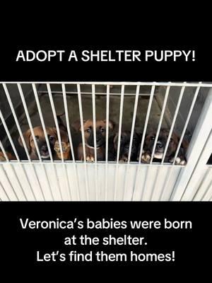 ADOPT A PUPPY! Mama Veronica’s babies are now available! Two have been adopted. The following 6 are ready for homes, too!  OREO - ID #A811566 ARIEL - ID #A811567  SANDY - ID #A811568  AXEL - ID #A811571  MARA - ID #A811573  ROSE - ID #A811575  Shelter information Location: San Bernardino County - Devore Shelter Phone Number: (909) 386-9820 Address: 19777 Shelter Way San Bernardino, CA 92407 Rescue coordinator email:  SBAC.rescue@dph.sbcounty.gov #rescuingsaveslives #fosteringsaveslives  #devoreshelter #devoreanimalshelter #devoreshelterdogs #spayandneuter  #microchipyourpets #fyp #foryourpage #foryoupage #help #rescue #la #sandiego #sanbernardino #cali #california #adoptapuppy #adoptashelterpet 