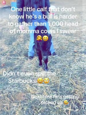 Chronicles of Bill the Bull calf 😆 #babycalf #starbucks #cowboy #fypシ #fyp 