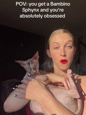 Posting all my drafts lol don’t mind me #bambino #sphynx #bambinosphynx 