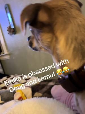 #doug #lemu #lemon8community #Emilio #chihuahuastiktok #chihuahuasoftiktok  