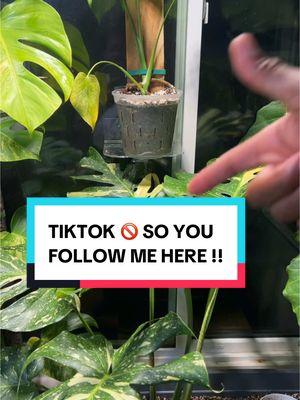 WHEN YOU DO COMMENT ON THIS VIDEO!!! #monstera #albo #plantcuttings #monsteradeliciosa #plants #planthacks #tissueculture 