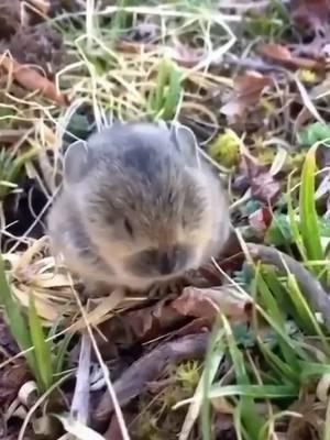 Pika pika 🥰 #tiktok #fyp #animals #cute #pet #knowledge #pika #pikachu 