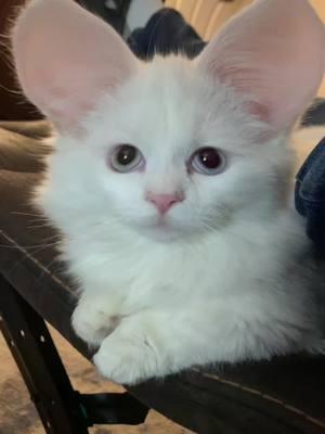 #munchkincat #bigearedcat #catsoftiktok #PetsOfTikTok #fyp #kittypuss #whitekitten #munchkinkitten #followus4morevideos 