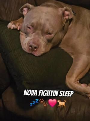 The Struggle Is Real 💤🐕❤️🐾 #PetsOfTikTok #adorabledog #tiktokpets #dogsoftiktok #americanbullybreed #bullybreed 