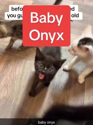 he just wanted the churu😂😂 #onyx #cats #catsoftiktok #catsoftiktok #viral #tiktok #instagram #catsmoves #catslovers #onyx #blackcat #blackcats #kitten #blackkitten #kittensoftiktok #trending #viral 