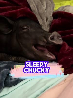 Sometimes can't believe this is real life 😂. The child version of me would be out of her mind if she knew this is what I'd be doing every night! 🐷♥️🫶🏼 #pigtubewithchucky #pig #pigs #piggy #minipig #minipigs #minipigsoftiktok #pigtok #pigsoftiktok #petpigs #indoorpig #petpig #pet #pets #PetsOfTikTok #animal #animals #animalsoftiktok #cute #fun#fyp #foryoupage  