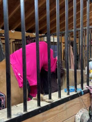 Wasn't bad enough it was pink 😂Oliver is a saint #lmao #tightfit #pink #sleezy #goodboy #patience #horse #fyp #🤣 #animals 