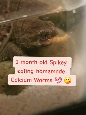 1month old Spikey in her 10g tank..Feeding her Calcium worms 😋 #spikey #commonsnappingturtle #chelydraserpentina #reptile #turtle #snappingturtle #dinosaur #tinydiny #shellpuppy #fyp 