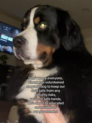 International Gaurd cutie reporting for dooty #bernesemountaindog #dogsoftiktok #bernersoftiktok #berner #dogtok #tiktokban 