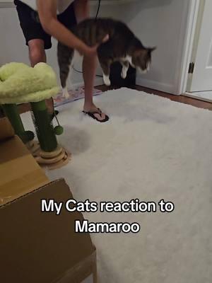 #catreaction #mamaroo 