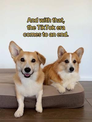 Come find us @tofu_corgi on all platforms. ❤️ Tofu, Boshi, and I are going to miss TikTok so much. We’ve had our account since 2018 and have made so many friends and found a wonderful community here. Hope to see you all again soon!! ⁣ ⁣ #goodbyetiktok #corgisoftiktok #tofuthecorgi #boshithecorgi 