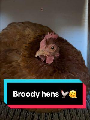 Broody hens.. 🫠 #broodyhen #hen #chickensoftiktok #chickens #fyp 