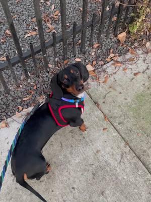 This was the Tiktok that started it all. Waylon was heartbroken that his crush wasn’t home when we walked by. Thank you to everyone who has watched him grow up with us. #starcrossedlovers #dachshund #puppylove #dachshundsoftiktok #lovestory 