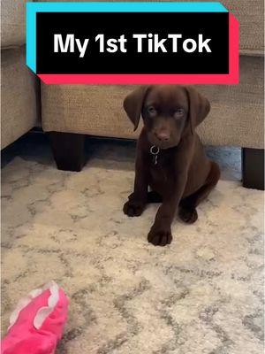 My first TikTok from 2022! I’m going to miss all my friends when this app goes away! Follow me on ig: molly_thechocolatelab2021 #puppy #puppydog🐾 #chocolatelabrador #chocolatelabpuppy #labradorretriever #labradorpuppy #puppylovers #doglife #labpuppy #dogsofttiktok #dogtok #puppytoks 