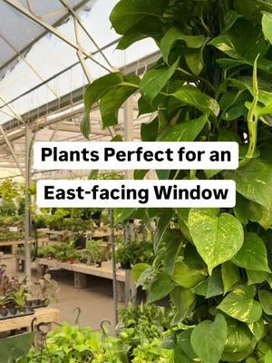 A few of our favorite plants that will thrive in an east-facing window ☀️ What plants would you add to this list? 🌿 Monstera 🌿 Philodendrons 🌿 Pothos 🌿 Spider plants 🌿 Alocasia 🌿 Staghorn fern 🌿 Bromeliads 🌿 Stromanthe Triostar East-facing windows get great early morning light, making them perfect for most foliage plants 🙌 Save + share for future reference 🌱 #Mulhalls #Houseplants #PlantLight #PlantReels #Mymulhalls #omaha #Greenhouse #alocasia #philodendrons #bromeliads 