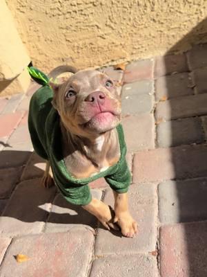 Whatcha looking at ? #chopper #americanbully #baby 