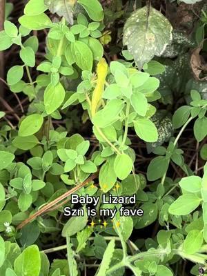 ✨Lil hatchlings.✨  #lizardsquad #babylizard #anole #gardening #pestcontrol #lizard #baby #cute 