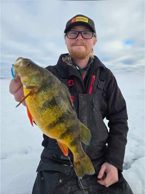 Jumbo beatdown with buddy Scott aka 330 Manic! #icefishing #minnesota #icefishingminnesota #teamnorthlandtackle #trguideservice #jumboperch #perch #strikerice 