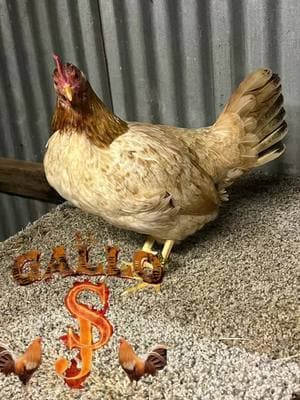 Dama’s Pumkin Hulsey’s #texasgamefowl #gallosworld #ELGallo #americangamefowlbreeder #foryourpage #gallero #galloworld 