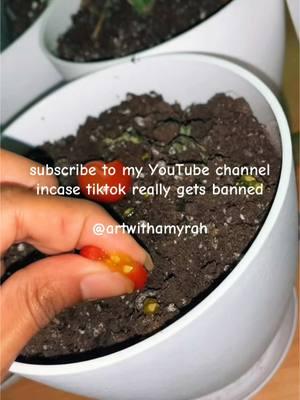 gonna be reposting everything onto YouTube plus new content. #growingtomatoes #planthacks #growfood #growvegetables #growyourownfood 