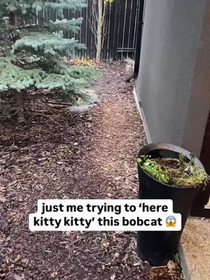 Here kitty kitty! Sometimes nature surprises us in the most unexpected ways! Watch as this woman tries to call over what she thinks is a friendly animal—only to realize it’s a bobcat! Always be cautious and respect wildlife from a safe distance. @urbacalgary #Bobcat #WildlifeEncounter #StaySafe #RespectNature #evergladesholidaypark