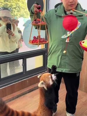 I'm not interested in bells, do you know?🤤🤤🤤#fy #fyp #trending #Cute #adorable #redpanda #Love 