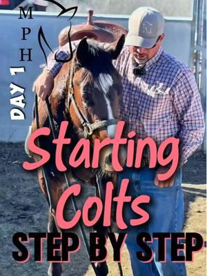 Step By Step | Starting Colts | Day 1  FOLLOW ON IG/FB TODAY!! #creating #softness #eyesonme #jazzercise and the #firstride #fyp #mankinsperformancehorses  #training #colts #riding #horses #younghorses #horsesoftiktok #horsesontiktok #horsepower #tips #fypシ #foryou #horsevideo #show #animals #quarterhorse #start2ride #ridingcolts #startinghorses #trust #horsetraining #buildconfidence #firstride #horsevideo #horsetok #cowboys #showhorse #reining #cowhorse #equestrian #equine 