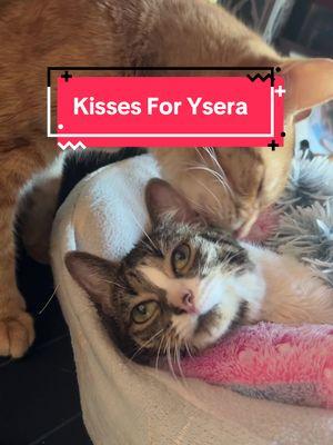 Got to post my drafts. Kisses for ysera  #ysera #yseratok #kitten #cute #specialcat #catsoftiktok #kitty #goodmorningysera #catsofinstagram #catsoffacebook #ndd #neurodegenerativedisease #yserasarmy 