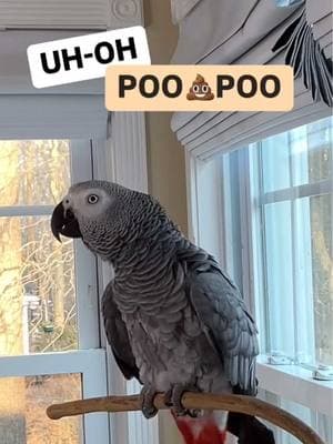 Sometimes I like to announce before I go POO💩💩😆Feel my love everyday - get my Symagirl merch today! I have adult and kids Ts, hoodies and mugs! LINK IN BIO! Scroll when you’re there to find more of your favorite Symagear! #symontheafricangreyparrot #talkingparrot #babyparrot #congoafricangrey #africangrey #africangreyparrot #parrotsofinstagram #africanparrot #petsofinstagram #birds #cag #talkingbird #crazybird#birdsofinstagram #sillybird #parrots #pets #redbuttchicken #funnyparrot  #crazyparrot #smartbird #happyparrot #talkingbird #poo #poopies #poop #potty #symontheafricangreyparrot #babyparrot #congoafricangrey #africangrey #africangreyparrot #parrot #parrotsoftiktok #africanparrot #africanparrots #parrotsoftiktok #greyparrots #africangreysoftiktok #symonpapps #congoafricangreysoftiktok #cag #talkingparrots #talkingparrot #parrotlovers #parrotlife #funnyparrot #talkingbird #africangreylover #bird #funnyparrot #crazyparrot #Africangreyparrotsoftiktok #girlpower #learningtotalk #educatedparrot #alextheparrot #fyp 