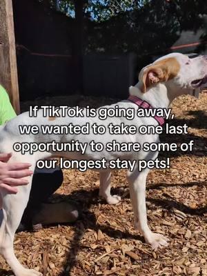 These cuties are all available for adoption in Tacoma, WA at our shelter 💚 To everyone who watched our content, thank you for giving your time to help make a difference for the pets in our care. We love you!  #ByeTikTok #TikTokBan #ShelterDogs #AnimalShelter 