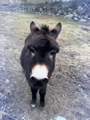 Henry the donkey 💜 clearing out my drafts.  🔹️ #donky #donkeysoftiktok #donkie #donkies #animal #pet #petvideos #henrythedonkey #trending #drafts #onthisday 