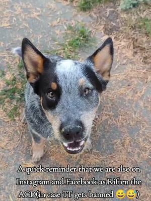 is it actually going to happen? 😂  #australiancattledog #bluey #blueheeler #cattledogsoftiktok #heelersofinstagram  #cattledogsofinstagram #heelersofinstagram  #doremiacds #riftenthewild #kyliescattledogs #cowdog #skyrim 