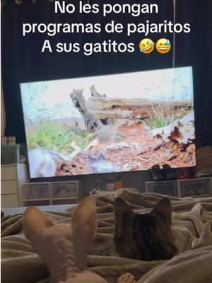 Ya valió la Tele 🤣😅 @Ana Y Monse #dobby #sphynx #tabby #chip #cazador #lgbt #fyp #parejas 