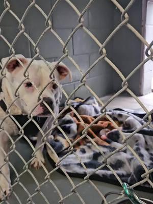 Missy from Fort Pierce Animal Adoption Center does her own little dance #adoptable #dogsoftiktok #foryoupage #fyp #shelterdogs #adoptdontshop #fortpierce #fortpierceanimaladoptioncenter 