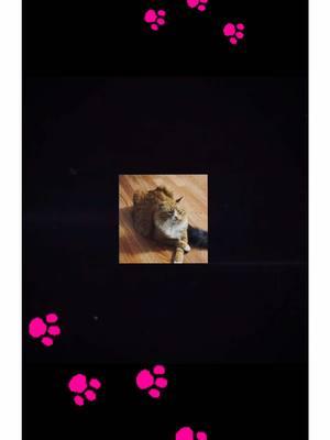 #CapCut #catworld #catsoftiktok #gatostiktok #fyp #Funk #funktiktok #vibes #catsrule 