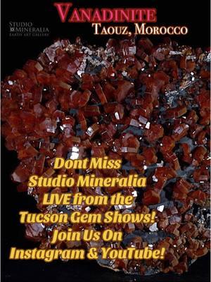 Dont Miss Studio Mineralia LIVE from the Tucson Gem Shows!Join Us On Instagram & YouTube! #dream #crystal #crystallover #crystallive #tucsongemshow #tucson2025 #live #crystaltok #minerals #crystalsoftiktok #crystalsoftiktok🔮 #mineralsoftiktok #crystalshopping #crystalcollection 