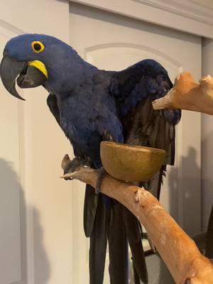 I still don’t know what this noise is from #gandalfthemacaw 