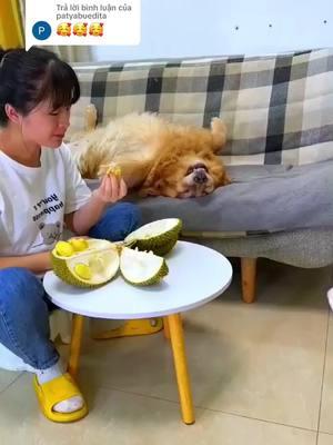 Trả lời @patyabuedita ccute #dog #dogvideos #doglover #pet #lovepet #funny #fypシ゚viral #comedia #foryou #cute #foryoupage #dogs #smartdog #vairal #viraltiktok  @pet cute  @pet cute 