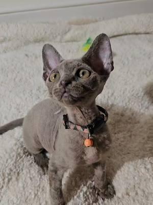 drafts #devonrex #kitten #kittens #devonrexkittens #devonrexkitten #drafts #rem #kittensoftiktok 