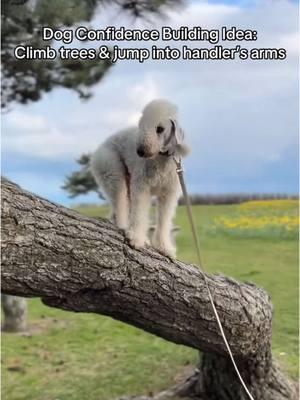 Use the environment around you to challenge your dog & build their confidence! A win can look like climbing up the whole tree, or just putting two paws up on it! 🐾🌲 #dogconfidence #dogconfidencebuilding #dogconfidencetraining #DogTraining #dogtrainer #dogbff #dogtrust #trust #bond #dogownership #leashyourdog #dogcommunity #responsibledogowner #bedlington #bedlingtonterrier #terrier #dog #fyp #foryou #dogenrichment #dogactivity 